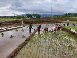 BABINSA KORAMIL 0810/18 NGETOS DAMPINGI PETANI TANAM PADI, DUKUNG SWASEMBADA PANGAN