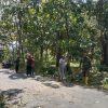 BABINSA KORAMIL 0810/18 NGETOS BERSAMA PEMDES KWEDEN GOTONG ROYONG BERSIHKAN JALAN DAN RANTING POHON