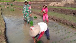 Babinsa Desa kepel Melaksanakan Pendampingan Penanaman Bibit Padi Dalam Mendukung Swasembada Pangan