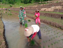 Babinsa Desa kepel Melaksanakan Pendampingan Penanaman Bibit Padi Dalam Mendukung Swasembada Pangan