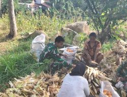Selalu Ada Bersama Warga Binaan Babinsa Bantu Petani Panen Jagung