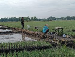 Tingkatkan Ketahanan Pangan Babinsa Bantu Petani Penyemprotan Tanaman Bawang Merah