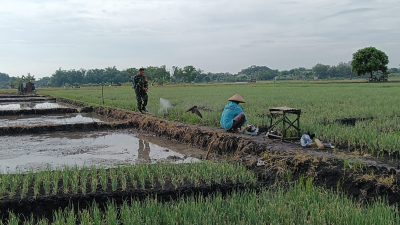 Tingkatkan Ketahanan Pangan Babinsa Bantu Petani Penyemprotan Tanaman Bawang Merah