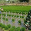 TINGKATKAN KETAHANAN PANGAN, BABINSA KORAMIL 0810/02 BAGOR BANTU PETANI TANAM PADI DI DESA NGUMPUL