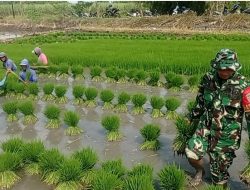 TINGKATKAN KETAHANAN PANGAN, BABINSA KORAMIL 0810/02 BAGOR BANTU PETANI TANAM PADI DI DESA NGUMPUL