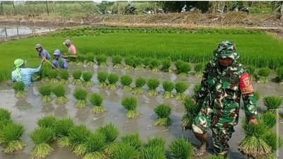 TINGKATKAN KETAHANAN PANGAN, BABINSA KORAMIL 0810/02 BAGOR BANTU PETANI TANAM PADI DI DESA NGUMPUL