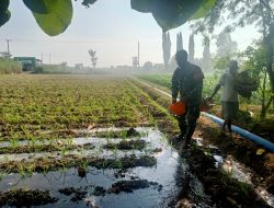 PERAN BABINSA MLILIR KORAMIL 0810/04 BERBEK DALAM MENINGKATKAN KETAHANAN PANGAN TANAMAN JAGUNG
