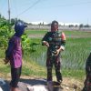 BABINSA DESA PEHSERUT DAMPINGI PETANI NGRABUK PADI SISTEM LEGOWO DUKUNG KETAHANAN PANGAN