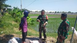 BABINSA DESA PEHSERUT DAMPINGI PETANI NGRABUK PADI SISTEM LEGOWO DUKUNG KETAHANAN PANGAN