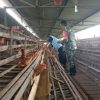 BABINSA KORAMIL 0810/18 NGETOS DAMPINGI WARGA PANEN TELUR AYAM DI DESA KEPEL