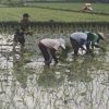 BABINSA KORAMIL 0810/08 BARON TURUN KE SAWAH BANTU PETANI TANAM PADI, DUKUNG PROGRAM SWASEMBADA PANGAN NASIONAL