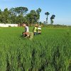 BABINSA KORAMIL 0810/10 TANJUNGANOM LAKSANAKAN PENDAMPINGAN PETANI GUNA DUKUNG KETAHANAN PANGAN