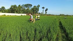 BABINSA KORAMIL 0810/10 TANJUNGANOM LAKSANAKAN PENDAMPINGAN PETANI GUNA DUKUNG KETAHANAN PANGAN