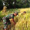 BABINSA KORAMIL 05/SAWAHAN BANTU PETANI PANEN PADI, WUJUD NYATA DUKUNG KETAHANAN PANGAN NASIONAL