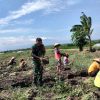 BABINSA KORAMIL 0810/02 BAGOR DAMPINGI WARGA PANEN BAWANG MERAH DI DESA KARANG TENGAH