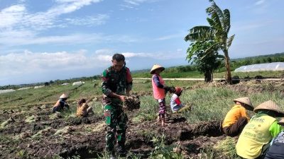 BABINSA KORAMIL 0810/02 BAGOR DAMPINGI WARGA PANEN BAWANG MERAH DI DESA KARANG TENGAH