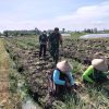 BABINSA KORAMIL 0810/02 BAGOR DAMPINGI PETANI PANEN BAWANG MERAH DI DESA KARANG TENGAH