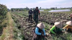 BABINSA KORAMIL 0810/02 BAGOR DAMPINGI PETANI PANEN BAWANG MERAH DI DESA KARANG TENGAH