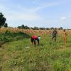 Babinsa Patianrowo Monitoring Lahan Pertanian Bersama Petani, Dukung Ketahanan Pangan Nasional