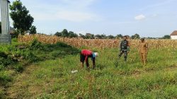 Babinsa Patianrowo Monitoring Lahan Pertanian Bersama Petani, Dukung Ketahanan Pangan Nasional