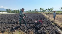 Babinsa Koramil 0810/02 Bagor Mendampingi Petani Dalam Pengolahan Lahan Tanaman Bawang Merah