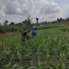 BABINSA KORAMIL 0810/20 NGLUYU LAKSANAKAN PENDAMPINGAN TANAM JAGUNG DUKUNG PROGRAM KETAHANAN PANGAN