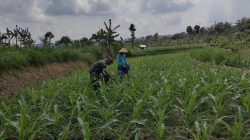 BABINSA KORAMIL 0810/20 NGLUYU LAKSANAKAN PENDAMPINGAN TANAM JAGUNG DUKUNG PROGRAM KETAHANAN PANGAN