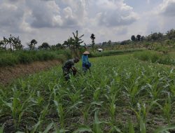 BABINSA KORAMIL 0810/20 NGLUYU LAKSANAKAN PENDAMPINGAN TANAM JAGUNG DUKUNG PROGRAM KETAHANAN PANGAN