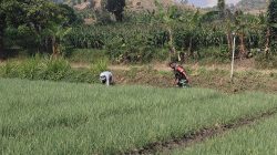 BABINSA KORAMIL 0810/20 NGLUYU DAMPINGI PETANI RAWAT TANAMAN BAWANG MERAH, DUKUNG KETAHANAN PANGAN NASIONAL