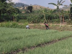 BABINSA KORAMIL 0810/20 NGLUYU DAMPINGI PETANI RAWAT TANAMAN BAWANG MERAH, DUKUNG KETAHANAN PANGAN NASIONAL