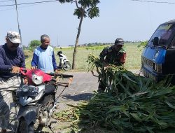 BABINSA DESA BUNGUR BANTU WARGA NAIKKAN PAKAN TERNAK KE MOBIL