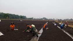 Babinsa Koramil 0810/15 Rejoso Turun Langsung ke Sawah Bantu Petani Tanam Bawang Merah