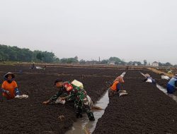 Babinsa Koramil 0810/15 Rejoso Turun Langsung ke Sawah Bantu Petani Tanam Bawang Merah