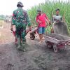 Babinsa Koramil 0810/04 Berbek Bersama Warga Gotong Royong Timbun Jalan Menuju TPU, Wujud Nyata Kemanunggalan TNI dengan Rakyat