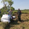 BABINSA KORAMIL 0810/04 BERBEK DAMPINGI PETANI SAAT PANEN PADI, DUKUNG KETAHANAN PANGAN NASIONAL