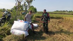 BABINSA KORAMIL 0810/04 BERBEK DAMPINGI PETANI SAAT PANEN PADI, DUKUNG KETAHANAN PANGAN NASIONAL