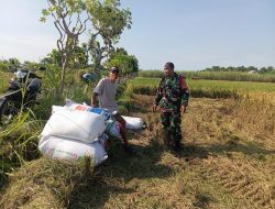 BABINSA KORAMIL 0810/04 BERBEK DAMPINGI PETANI SAAT PANEN PADI, DUKUNG KETAHANAN PANGAN NASIONAL