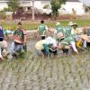 Babinsa Koramil 0810/15 Rejoso Laksanakan Pendampingan Tanam Padi Serentak di Wilayah Binaan, Wujud Nyata Dukung Ketahanan Pangan Nasional