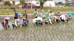 Babinsa Koramil 0810/15 Rejoso Laksanakan Pendampingan Tanam Padi Serentak di Wilayah Binaan, Wujud Nyata Dukung Ketahanan Pangan Nasional