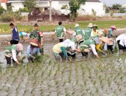 Babinsa Koramil 0810/15 Rejoso Laksanakan Pendampingan Tanam Padi Serentak di Wilayah Binaan, Wujud Nyata Dukung Ketahanan Pangan Nasional
