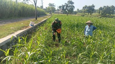 Babinsa Desa Sumber Windu Perkuat Ketahanan Pangan Melalui Pendampingan Budidaya Jagung