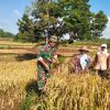 BABINSA DESA ORO-ORO OMBO KORAMIL 0810/18 NGETOS, KODIM 0810 NGANJUK, MELAKSANAKAN PENDAMPINGAN PANEN PADI DI WILAYAH BINAANNYA