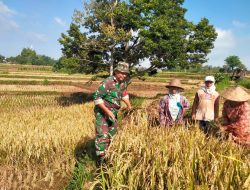 BABINSA DESA ORO-ORO OMBO KORAMIL 0810/18 NGETOS, KODIM 0810 NGANJUK, MELAKSANAKAN PENDAMPINGAN PANEN PADI DI WILAYAH BINAANNYA