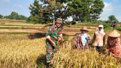 BABINSA DESA ORO-ORO OMBO KORAMIL 0810/18 NGETOS, KODIM 0810 NGANJUK, MELAKSANAKAN PENDAMPINGAN PANEN PADI DI WILAYAH BINAANNYA