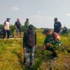 Atasi Kekeringan, Babinsa Koramil 0810/02 Bagor Gelar “Manunggal Air” Bantu Petani di Desa