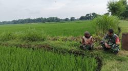 Melalui Komsos, Babinsa Koramil 0810/03 Loceret Berikan Motivasi Kepada Petani Padi