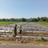 PERAN BABINSA DÉSA SUMBERWINDU RAMIL 0810/04 BERBEK DALAM MENINGKATKAN KETAHANAN PANGAN MELALUI PROGRAM PENANAMAN CABAI