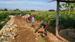 Selalu Bersama Rakyat, Babinsa Koramil 0810/03 Loceret Bantu Warga Binaan Pembuatan Tanggul Jalan Sawah