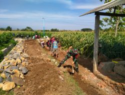 Selalu Bersama Rakyat, Babinsa Koramil 0810/03 Loceret Bantu Warga Binaan Pembuatan Tanggul Jalan Sawah