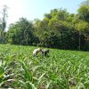 Babinsa Koramil 0810/10 Tanjunganom Dampingi Petani Bersihkan Gulma di Lahan Jagung